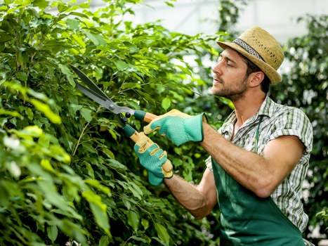 Skilled gardeners working in a lush garden